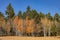Beautiful sunny fall color of the Uinta Flat Designated Dispersed Camping Area