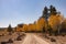 Beautiful sunny fall color of the Uinta Flat Designated Dispersed Camping Area