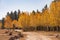 Beautiful sunny fall color of the Uinta Flat Designated Dispersed Camping Area