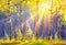 Beautiful sunny forest oil painting. The rays of the sun through the autumn yellow foliage of birch trees