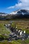 Beautiful sunny landscape with large King Penguin colony, penguins standing in stream leading back to a lake and mountains, St. An