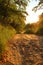 Beautiful sunny path in the forest to the river. Warm sunset in May.