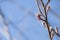 Beautiful sunny springtime closeup of branches of alder tree with small fresh leaves