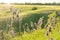 Beautiful Sunny summer sunrise with meadow flowers