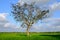 Beautiful sunrise with an alone tree over the paddy field at Selising, Pasir Puteh, Kelantan, Malaysia. Noise is visible in large