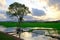 Beautiful sunrise with an alone tree over the paddy field at Selising, Pasir Puteh, Kelantan, Malaysia. Noise is visible in large