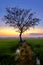 Beautiful sunrise with an alone tree over the paddy field at Selising, Pasir Puteh, Kelantan, Malaysia. Noise is visible in large