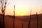 Beautiful sunrise in the Arabian desert in Riyadh, Saudi Arabia with grass silhouette.