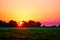 Beautiful sunrise behing the trees over a field of sunflowers