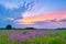 Beautiful sunrise countryside field flowers sky clouds landscape