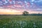 Beautiful sunrise in the flowering valley, scenic landscape with wild growing flowers and color cloudy sky