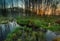 Beautiful sunrise over foggy wetlands