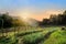 Beautiful sunrise over meadow at doi inthanon Chiangmai ,Thailand as background