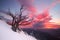 Beautiful sunrise over a solitary tree in the snow
