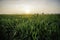 Beautiful sunrise at paddy field.green paddy plant with dew. abandon house surrounded by green paddy