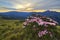 Beautiful sunrise scenery of Hehuan Mountain in central Taiwan in springtime, with view of lovely Alpine Azalea   Rhododendron