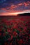 Beautiful sunrise sunset seen from an amazing poppy field with a beautiful colored cloudy sky