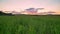 Beautiful sunset above wheat or rye field, pink amazing sky with clouds