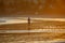 Beautiful sunset on the beach. A beautiful girl alone walking on the beach sand at dusk. Golden sunset light over the entire envir