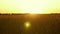 Beautiful sunset with the countryside over a field of wheat. ripe wheat ears in field. sun illuminates the wheat crops