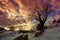 Beautiful sunset with early winter landscape. Lonely tree. Winter background