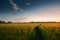 Beautiful sunset in field with footpath, spring landscape, bright colorful sky and clouds as background, green wheat