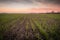 Beautiful sunset in field with small green plants