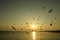 Beautiful sunset and flying birds over the sea