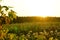 Beautiful sunset and green field with a variety of grasses, a dark strip of forest on the horizon