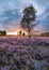 Beautiful sunset on a heath-land with purple vegetation in blossom, The Netherlands