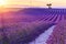 Beautiful sunset lavender field