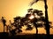 Beautiful sunset with a lovely silhouette trees and palm trees in Sheikh Zayed City , Giza Egypt