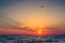 Beautiful sunset over the Black Sea in the summer. The bird flying over water. Sea landscape.