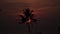 Beautiful sunset over the sea on the background of a palm tree silhouette.