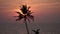 Beautiful sunset over the sea. Silhouette of a single palm tree, evening red sky and clouds