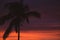 Beautiful sunset with palm trees silhouette, unfocused. Calm evening with colorful dusk sky, soft focus. Twilight in tropics.
