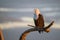 A beautiful sunset photograph of an African Fish Eagle sitting on the branch