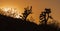 Beautiful sunset scenery with silhouetted Joshuas Trees, Arizona, USA