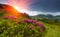 Beautiful sunset in the spring mountains. View of hills, covered with fresh blossom rododendrons.