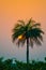 Beautiful sunset with sun going down in tall palm tree sticking out of forest, Guinea, West Africa