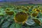 Beautiful sunset in the sunflowers field