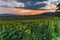 Beautiful sunset in the sunflowers field