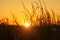 Beautiful sunset or sunrise meadow, silhouettes of wildflowers and grass