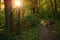 Beautiful Sunset Sunrise Sun Sunshine In Sunny Forest. Sunlight Sunbeams Through Woods In Forest Landscape