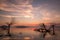 Beautiful sunset at Trasimeno lake Umbria, with perfectly still water, skeletal trees and beautiful warm colors