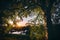 Beautiful sunset under birch tree near the river