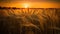 Beautiful Sunset wheat golden field in the evening, AI Generative