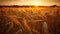 Beautiful Sunset wheat golden field in the evening, AI Generative