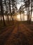 Beautiful sunset in the winter forest near and pine forest the Baltic Sea beach in Klaipeda, Lithuania