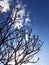 Beautiful sunshine behind the dry tree .